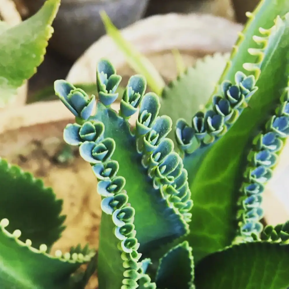 mother of thousands